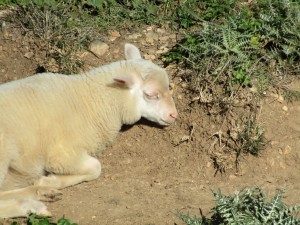 IMG_4425 (Medium)